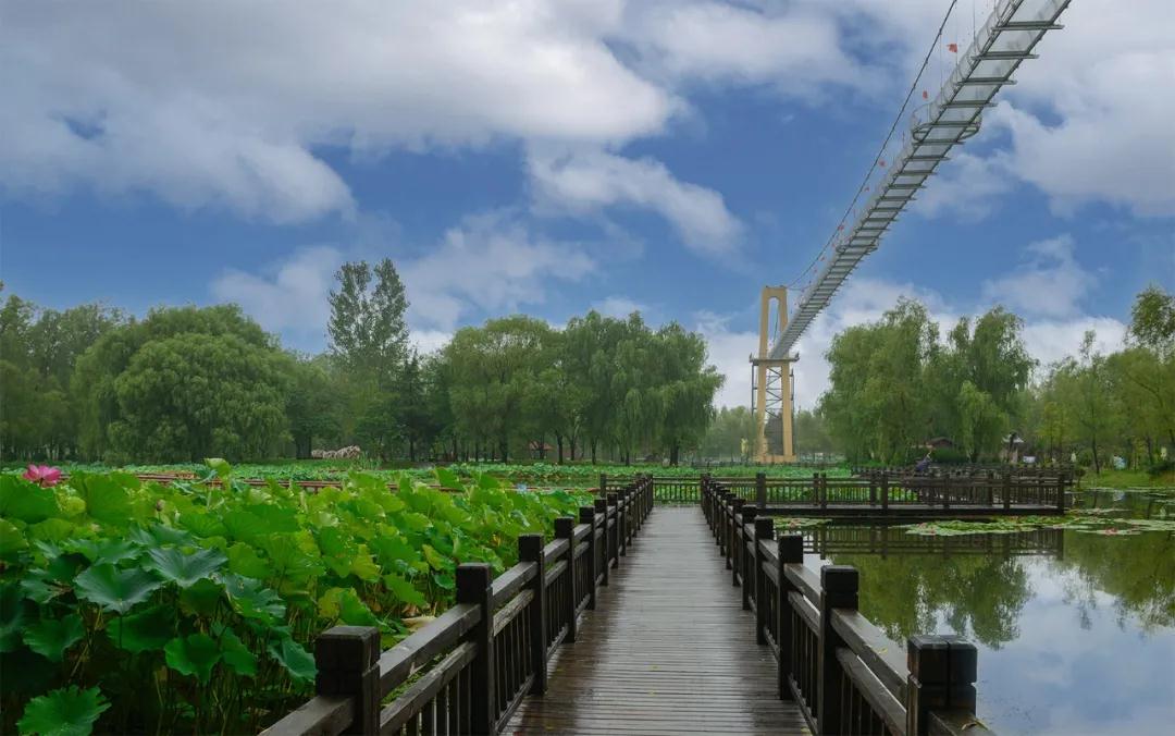 滕州微山湖濕地紅荷景區.jpg